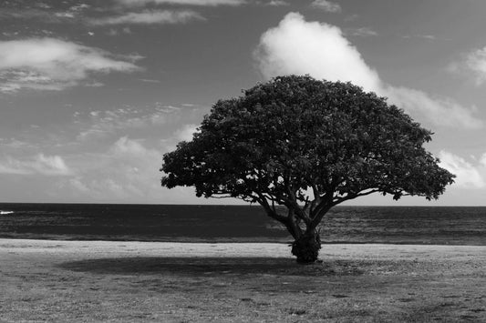 The Sapling's Testimony: A Story of Enduring Suffering